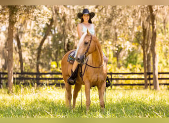 American Quarter Horse, Ruin, 15 Jaar, 147 cm, Palomino