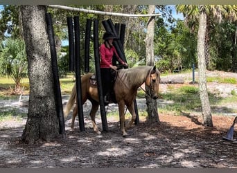 American Quarter Horse, Ruin, 15 Jaar, 147 cm, Palomino