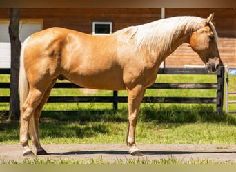 American Quarter Horse, Ruin, 15 Jaar, 147 cm, Palomino