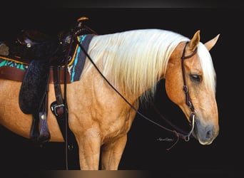 American Quarter Horse, Ruin, 15 Jaar, 147 cm, Palomino