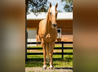 American Quarter Horse, Ruin, 15 Jaar, 147 cm, Palomino