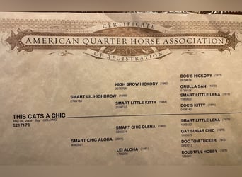 American Quarter Horse, Ruin, 15 Jaar, 147 cm, Roodbruin