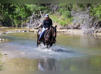 American Quarter Horse, Ruin, 15 Jaar, 150 cm, Bruin