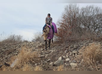 American Quarter Horse, Ruin, 15 Jaar, 150 cm, Buckskin