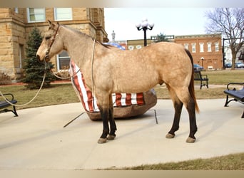 American Quarter Horse, Ruin, 15 Jaar, 150 cm, Buckskin