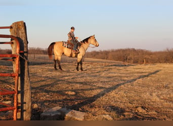 American Quarter Horse, Ruin, 15 Jaar, 150 cm, Buckskin