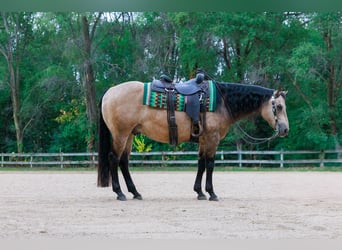 American Quarter Horse, Ruin, 15 Jaar, 150 cm, Buckskin