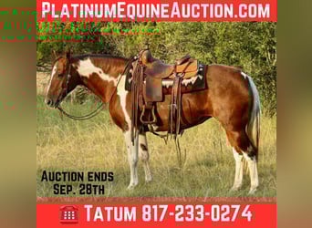 American Quarter Horse, Ruin, 15 Jaar, 150 cm, Donkere-vos