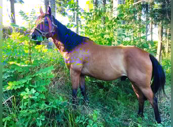 American Quarter Horse, Ruin, 15 Jaar, 150 cm, Lichtbruin