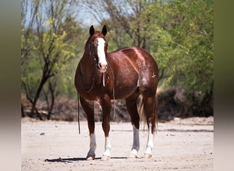 American Quarter Horse, Ruin, 15 Jaar, 150 cm, Roodvos