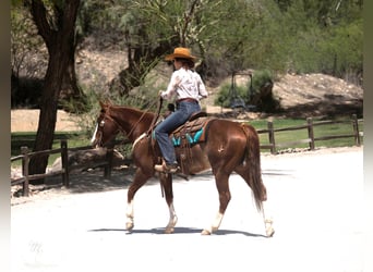 American Quarter Horse, Ruin, 15 Jaar, 150 cm, Roodvos