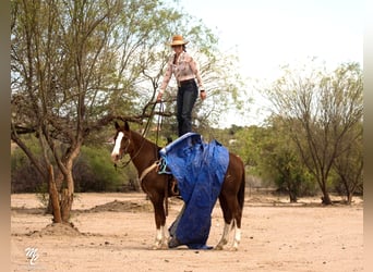 American Quarter Horse, Ruin, 15 Jaar, 150 cm, Roodvos