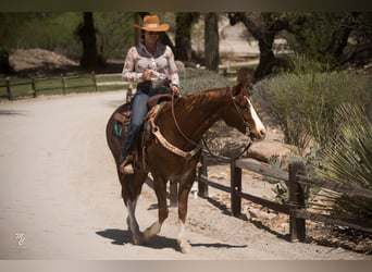 American Quarter Horse, Ruin, 15 Jaar, 150 cm, Roodvos