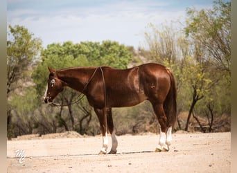 American Quarter Horse, Ruin, 15 Jaar, 150 cm, Roodvos