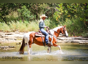 American Quarter Horse, Ruin, 15 Jaar, 150 cm, Tobiano-alle-kleuren