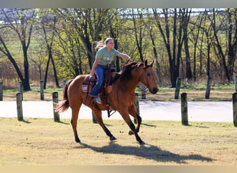 American Quarter Horse, Ruin, 15 Jaar, 152 cm, Buckskin