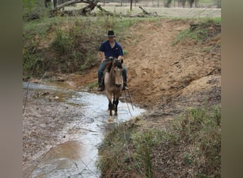 American Quarter Horse, Ruin, 15 Jaar, 152 cm, Buckskin