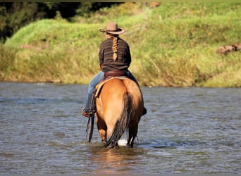 American Quarter Horse, Ruin, 15 Jaar, 152 cm, Buckskin