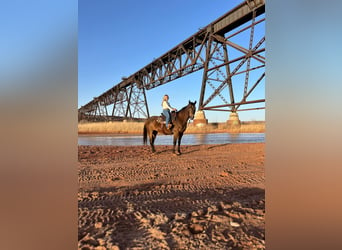 American Quarter Horse, Ruin, 15 Jaar, 152 cm, Buckskin