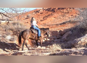 American Quarter Horse, Ruin, 15 Jaar, 152 cm, Buckskin