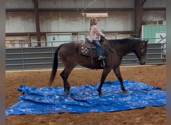 American Quarter Horse, Ruin, 15 Jaar, 152 cm, Buckskin