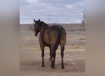 American Quarter Horse, Ruin, 15 Jaar, 152 cm, Buckskin