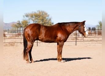 American Quarter Horse, Ruin, 15 Jaar, 152 cm, Donkere-vos