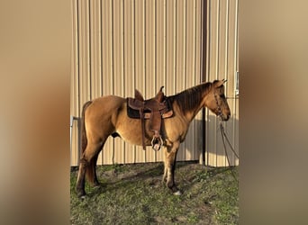 American Quarter Horse Mix, Ruin, 15 Jaar, 152 cm, Falbe