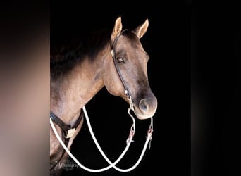 American Quarter Horse, Ruin, 15 Jaar, 152 cm, Grullo