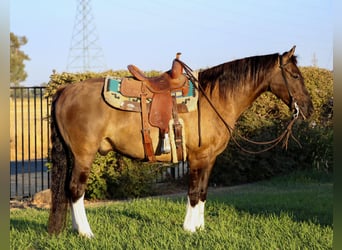 American Quarter Horse, Ruin, 15 Jaar, 152 cm, Grullo