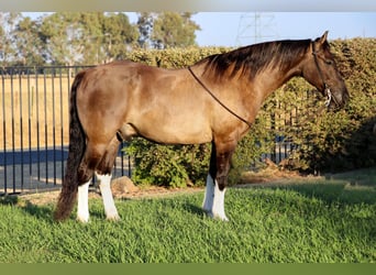 American Quarter Horse, Ruin, 15 Jaar, 152 cm, Grullo