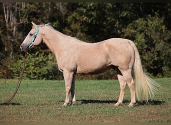 American Quarter Horse, Ruin, 15 Jaar, 152 cm, Palomino