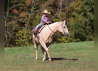 American Quarter Horse, Ruin, 15 Jaar, 152 cm, Palomino