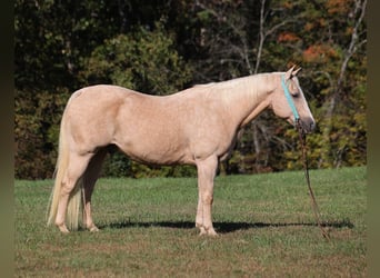 American Quarter Horse, Ruin, 15 Jaar, 152 cm, Palomino