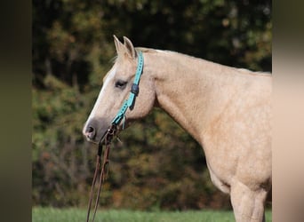 American Quarter Horse, Ruin, 15 Jaar, 152 cm, Palomino