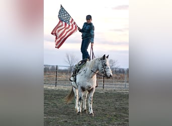 American Quarter Horse, Ruin, 15 Jaar, 152 cm