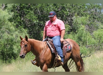 American Quarter Horse, Ruin, 15 Jaar, 152 cm, Roan-Red
