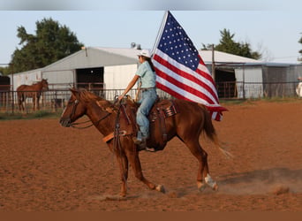 American Quarter Horse, Ruin, 15 Jaar, 152 cm, Roodvos