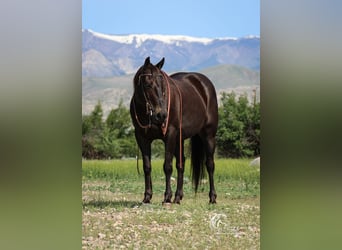 American Quarter Horse, Ruin, 15 Jaar, 152 cm, Zwart