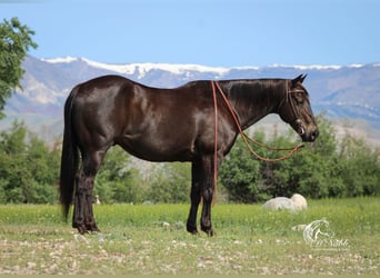 American Quarter Horse, Ruin, 15 Jaar, 152 cm, Zwart