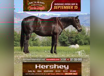 American Quarter Horse, Ruin, 15 Jaar, 152 cm, Zwart