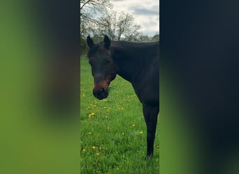 American Quarter Horse, Ruin, 15 Jaar, 152 cm, Zwartbruin
