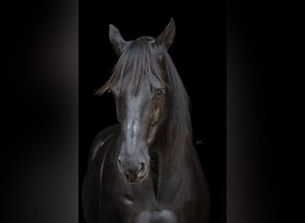 American Quarter Horse, Ruin, 15 Jaar, 153 cm, Zwart