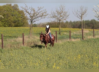 American Quarter Horse, Ruin, 15 Jaar, 154 cm, Donkere-vos