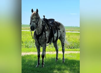 American Quarter Horse, Ruin, 15 Jaar, 155 cm, Donkere-vos