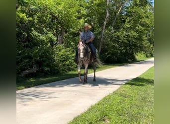 American Quarter Horse, Ruin, 15 Jaar, 155 cm, Donkere-vos