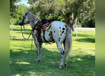 American Quarter Horse, Ruin, 15 Jaar, 155 cm, Donkere-vos