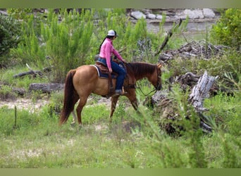 American Quarter Horse, Ruin, 15 Jaar, 155 cm, Falbe