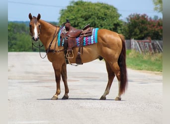 American Quarter Horse, Ruin, 15 Jaar, 155 cm, Falbe