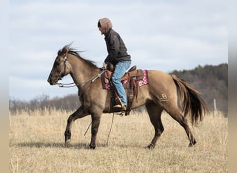 American Quarter Horse, Ruin, 15 Jaar, 155 cm, Grullo